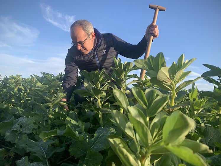 Le colza associé est un exemple des techniques d’agriculture régénérative que pratique Franck Dehondt. 