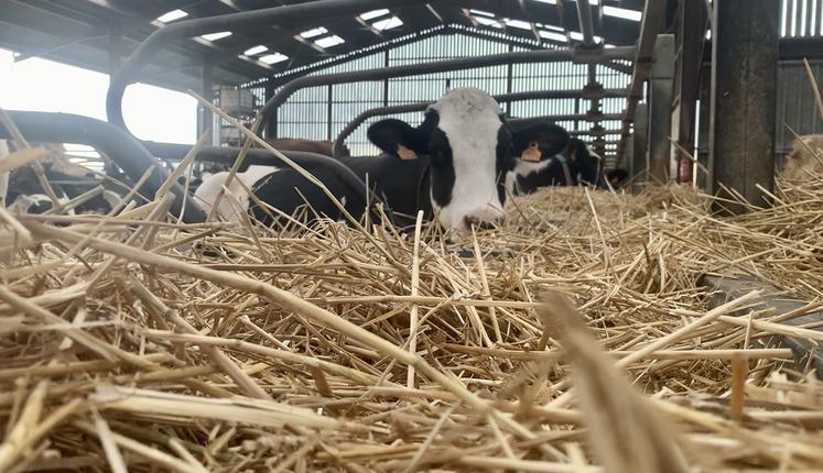 Le diagnostic de bien-être animal BoviWell a permis à Fabien et Anne-Sophie Niquet de faire le point et de progresser sur ce sujet. 