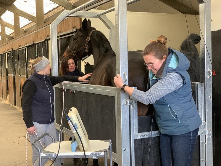Avant de pouvoir inséminer, Adèle Peytoureau, vétérinaire équin, échographie la jument pour savoir si elle est prête à ovuler. 