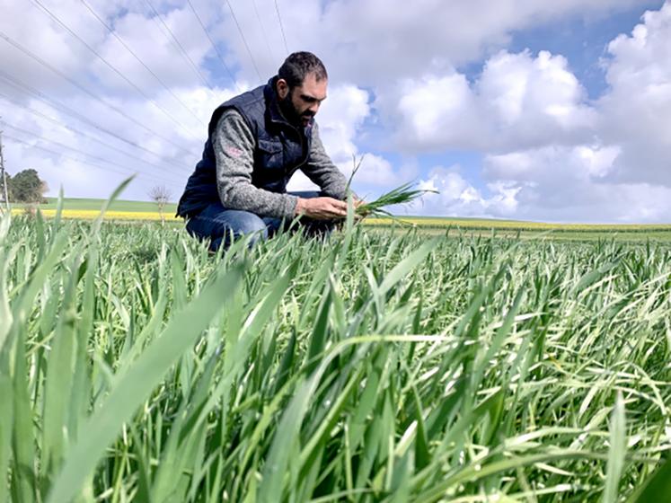 Pour David Boucher, la chimie seule ne suffit pas pour gérer les problèmes d’adventice. Les leviers agronomiques doivent être mobilisés. 