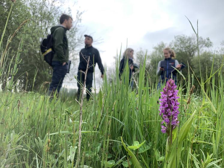 La Somme est un bastillon de préservation de l’orchis négligé. Elle s’épanouit dans le marais de Corbie grâce au pâturage des chevaux d’élevage.