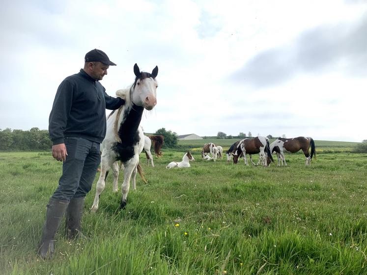 Pour Nicolas Lamote, l’élevage de Pinto est complémentaire aux cultures de céréales, pommes de terre et betteraves (125 ha). C’est aussi le moyen de valoriser les prairies humides. 