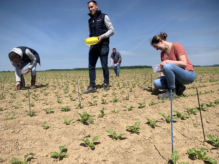 Les petits morceaux de feuilles pleines de pucerons sont piqués au plus près  des betteraves des parcelles d’essais pour une infestation homogène. 