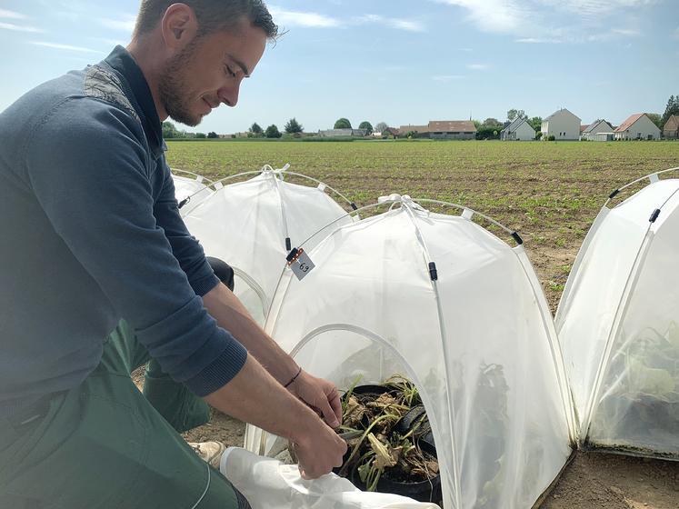 Les betteraves arrivent en mini serres, infestées de pucerons élevés en laboratoire, vecteurs des trois virus de la jaunisse. 