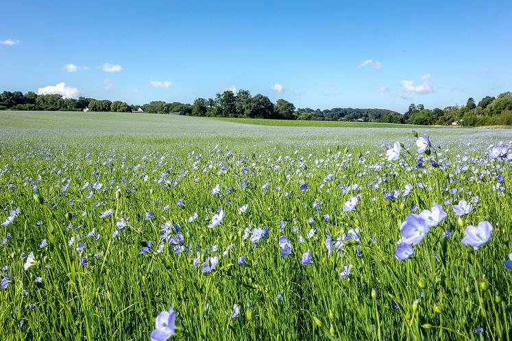 La partie agricole de la filière lin est largement évoquée dans le premier chapitre. 