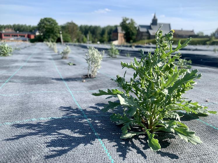 Une partie de la production reste à Buigny-les-Gamaches, le temps que les cultures pérennes s’implantent à Ham.  9 ha devraient y être cultivés en 2024. 