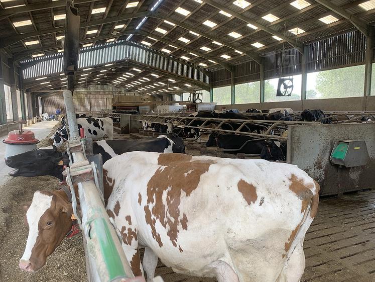 Gautier Coulon a fait le choix d’un système libre, avec logettes équipées  de matelas à eau, pour un maximum de confort des vaches. 