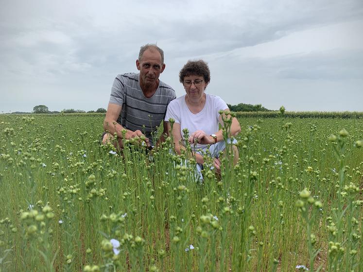 En plus des fourragères, Philippe et Dominique Budin cultivent aussi du lin fibre  et oléagineux en multiplication de semences. 