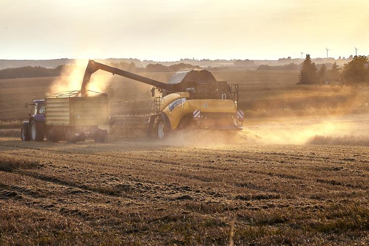 Les premières parcelles de colza récoltées oscillent entre 30 et 40 qx/ha