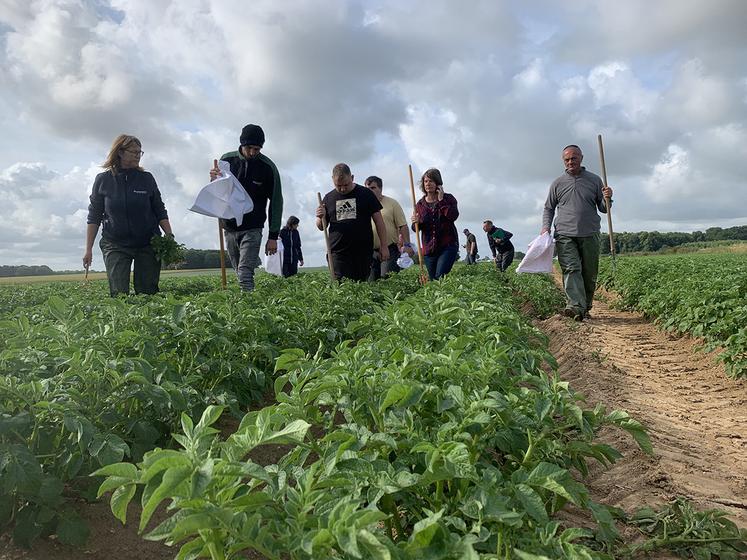 Sous l’œil de Carine Bouvet, vingt-quatre candidats au poste de saisonnier pour l’épuration de plants  de pommes de terre étaient en test ce lundi matin. Quinze ont été retenus. 