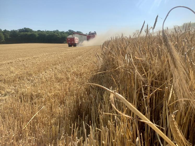La récolte d’escourgeon est bonne, avec une moyenne de 90 qx/ha. Les autres céréales pourraient être un peu moins satisfaisantes. 