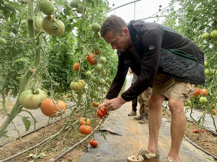 Chez Claire et Olivier Forobert, les tomates fertilisées au jus de luzerne sont celles qui ont fourni le meilleur rendement  en début de saison. 