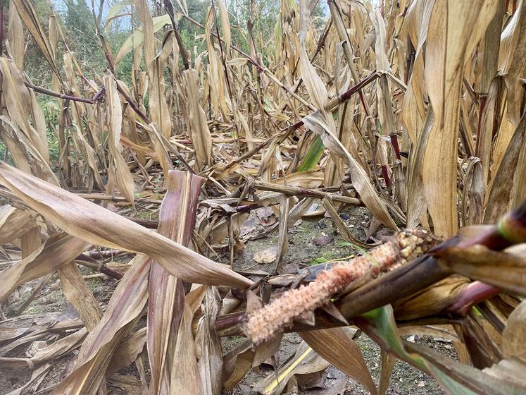 Les ragondins grimpent sur les tiges et prennent les pains de maïs pour les manger. 