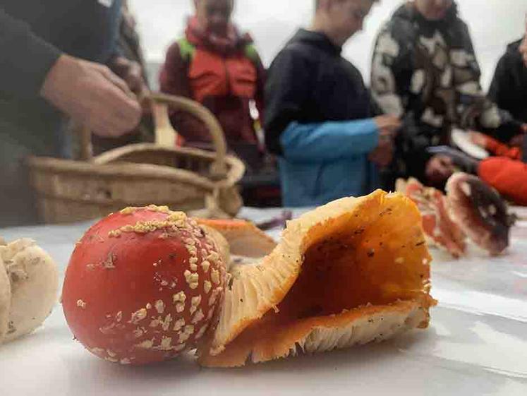 Après la sortie, la collecte est placée sur une table pour observer les différentes espèces. À gauche, une belle amanite tue-mouches (toxique). 