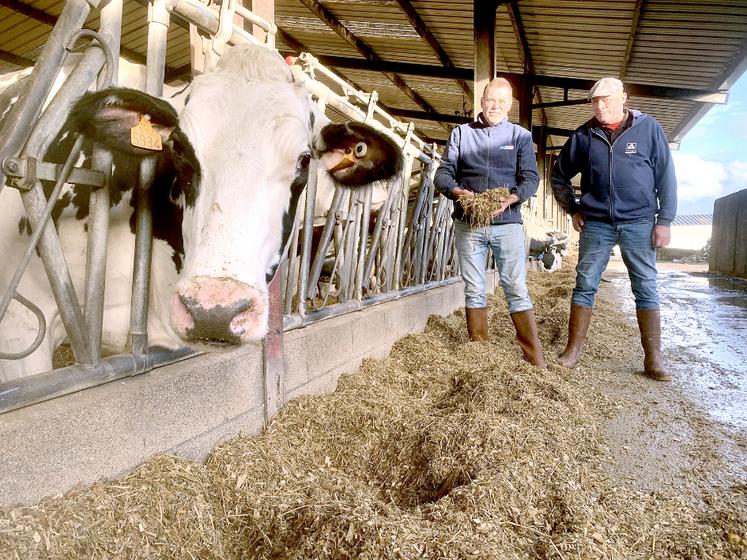 Grâce à la luzerne, Pascal et Alain Catoir adaptent la ration selon leurs objectifs et la qualité du maïs. 