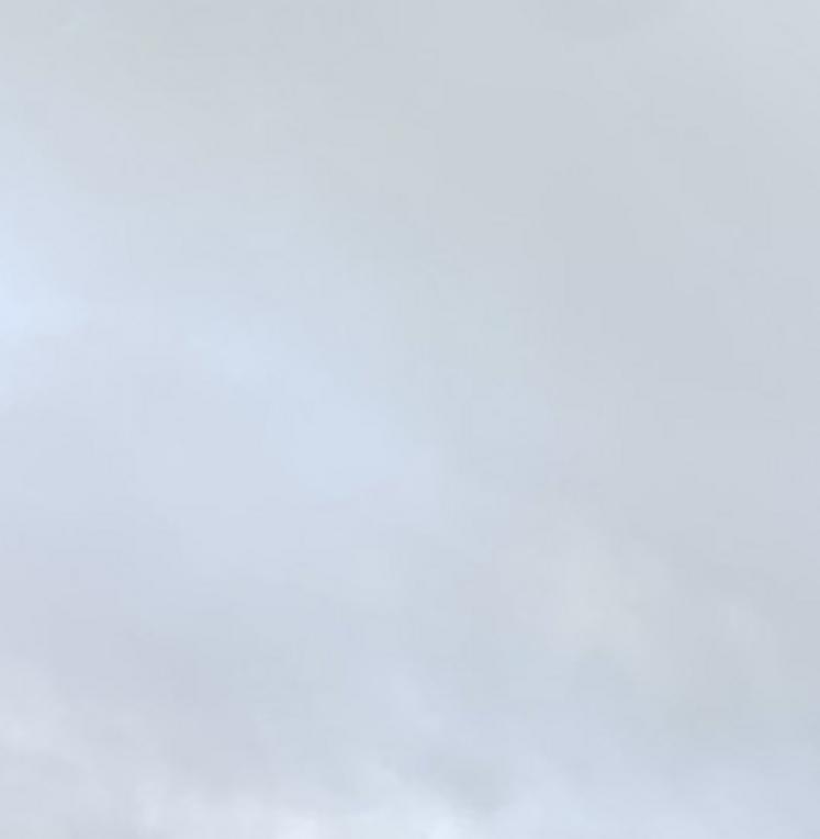 Cette pouliche et cette ânesse, toutes deux appaloosa, sont les deux premières naissances de la jeune éleveuse. 