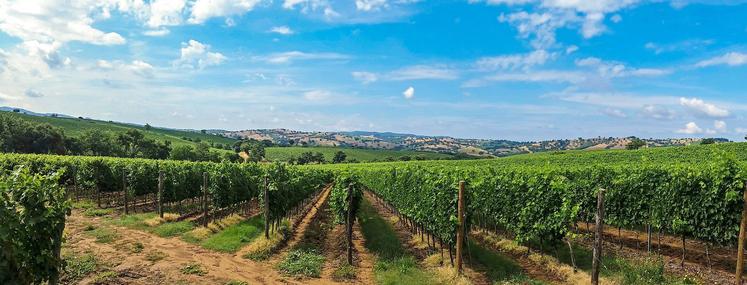 Le secteur vitivinicole fait partie de ceux qui ont été le plus gravement touchés en raison de sa dépendance à celui de la restauration.