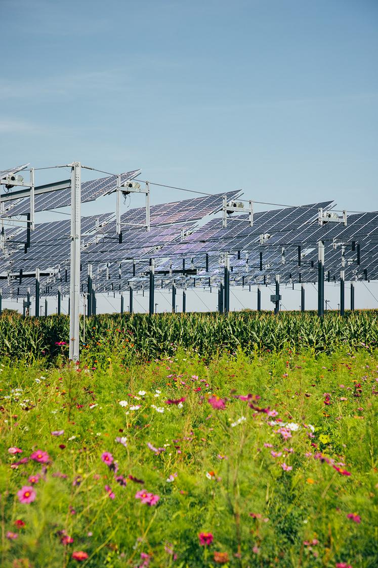 Après le maïs, trois cultures seront implantées : pommes de terre (irriguées),  blé et haricots (non irriguées). Elles serviront aux études sur les économies d’eau. 