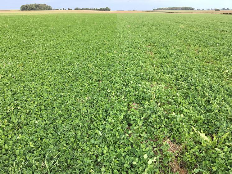 Implantation de trèfles blancs sous couvert d’un blé à l’entrée d’hiver 2021,  secteur Hérissard (80).