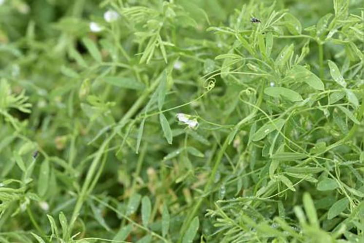 L’année 2021 est à oublier pour la culture de la lentille. Cette plante est pourtant avantageuse : elle pousse dans les petites terres, nécessite peu d’intrants,  peut être valorisée en circuit court… 