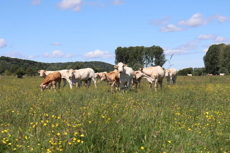 La prairie présente une biodiversité remarquable, une productivité intéressante,  et s’intègre parfaitement dans le système de l’éleveur. 