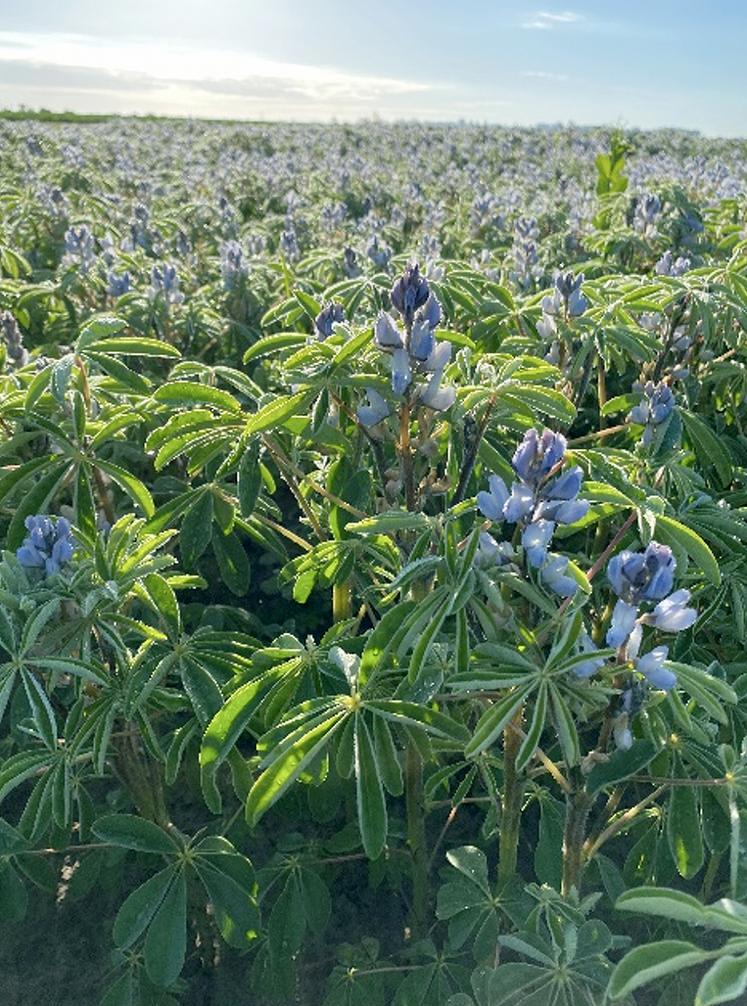 Lupin en fleurs, essais Woignarue.