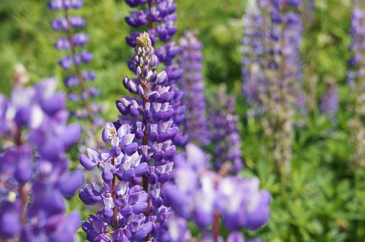 Les légumineuses sont concernées par les appels à projets. La culture du lupin, par exemple, se développe en Hauts-de-France. 