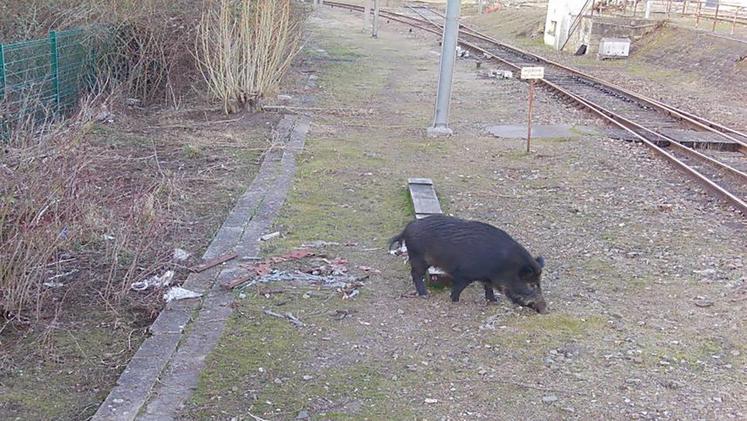 Le secteur de Picquigny et ses alentours est considéré comme un «point noir» en termes de dégâts et de présence  de sangliers ; lesquels n’hésitent pas à contourner les clôtures qui longent une partie de la ligne Amiens-Boulogne-sur-Mer pour se retrouver sur les rails. 
