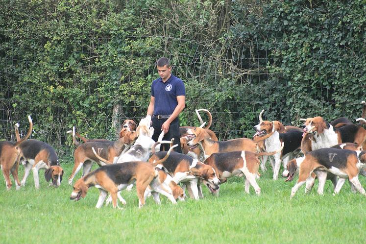 Le chenil du Rallye Nomade compte 120 chiens, dont 95 en âge de chasser,  qu’il faut nourrir, soigner et entraîner tout au long de l’année.