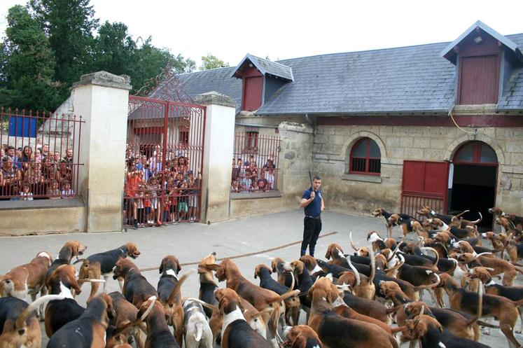 La soupe des chiens est toujours un moment particulier : celui où la meute, aux ordres, attend le signal donné par le piqueux pour manger. 