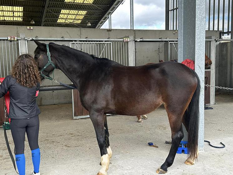 Les élèves se relaient pour pailler, mettre le foin, soigner les chevaux malades, etc.  et des astreintes sont organisées les soirs et week-end dans cette écurie active. 