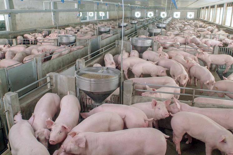 Le porc peut être un acteur de la valorisation de nombreux coproduits. 
