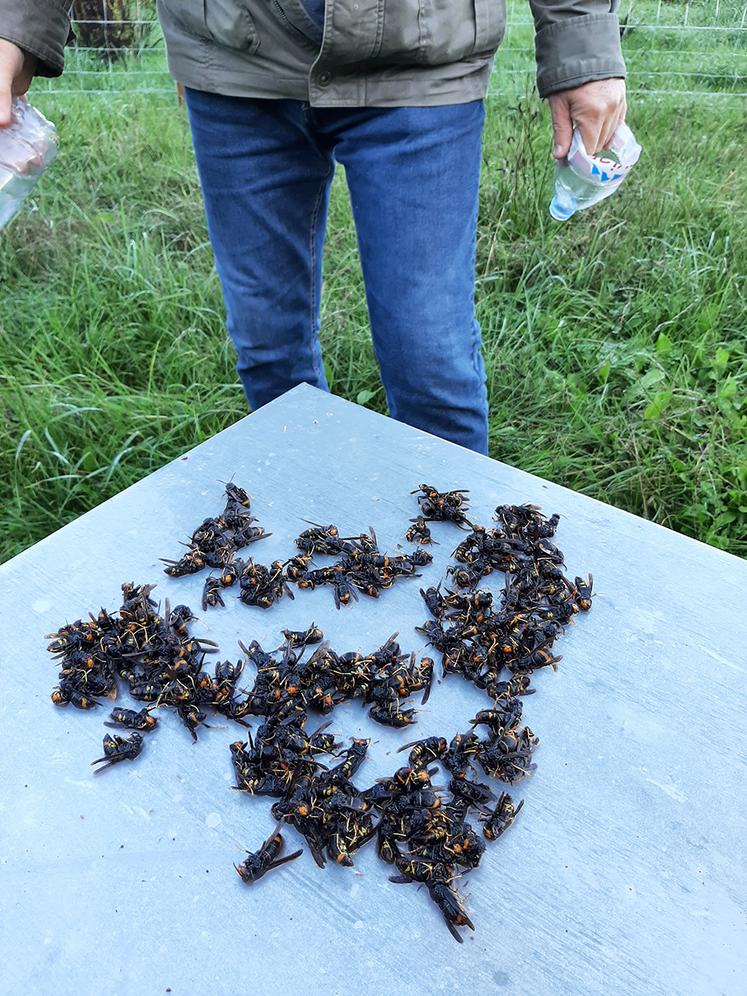 Pour le chercheur, l’efficacité de la lutte contre le frelon asiatique passe aussi  par la sélectivité des méthodes employées, et force est de constater que toutes  ne se valent pas. 