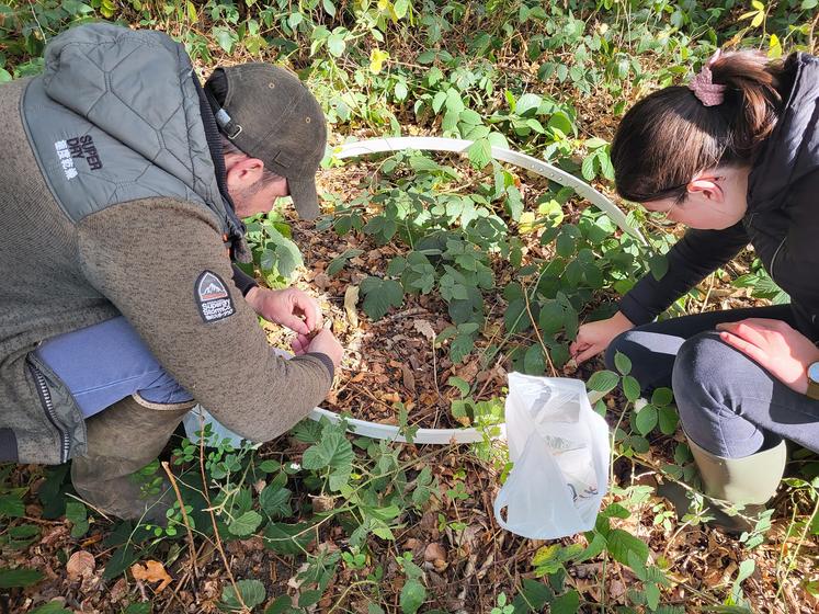 étude fruits forestiers et sangliers