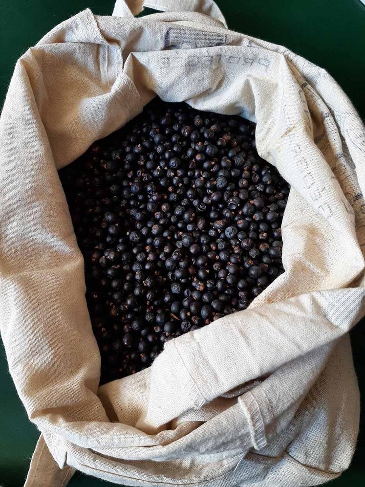 Les baies de genévrier qui parfument le genièvre de Houlle «Genever for Long Drink» proviennent de milieux préservés par le Conservatoire d’Espaces Naturels des Hauts-de-France.  