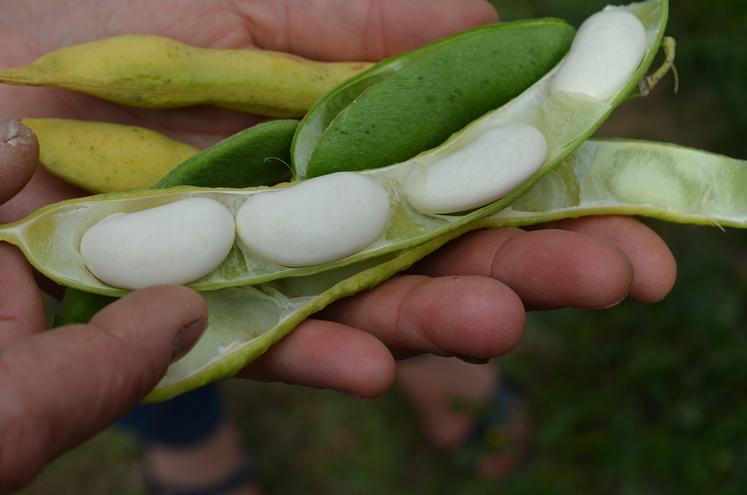 On reconnait le haricot de Soissons à son gros grain en forme de rein et sa couleur blanche ou ivoire. 