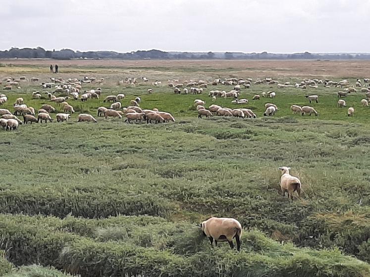 La transhumance des moutons dans les prés salés de la baie de Somme est l’occasion d’échanger avec les éleveurs sur les conditions d’exercice de leur métier. 