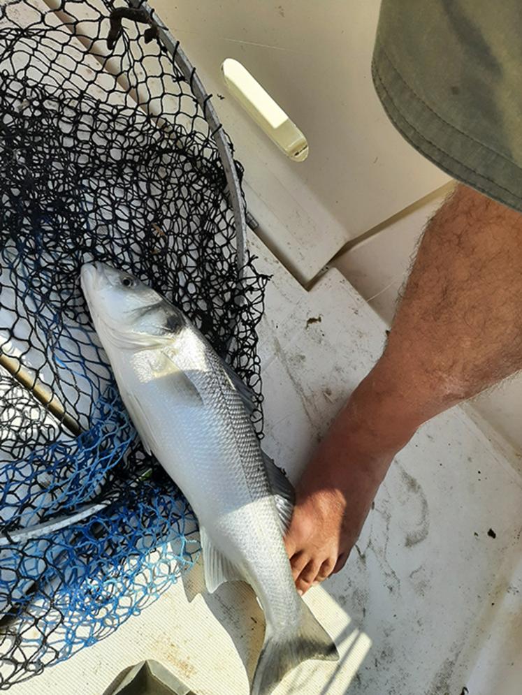 Avec ses 54 centimètres, ce bar ne  reverra jamais la mer mais finira  au four, en croûte de sel. 