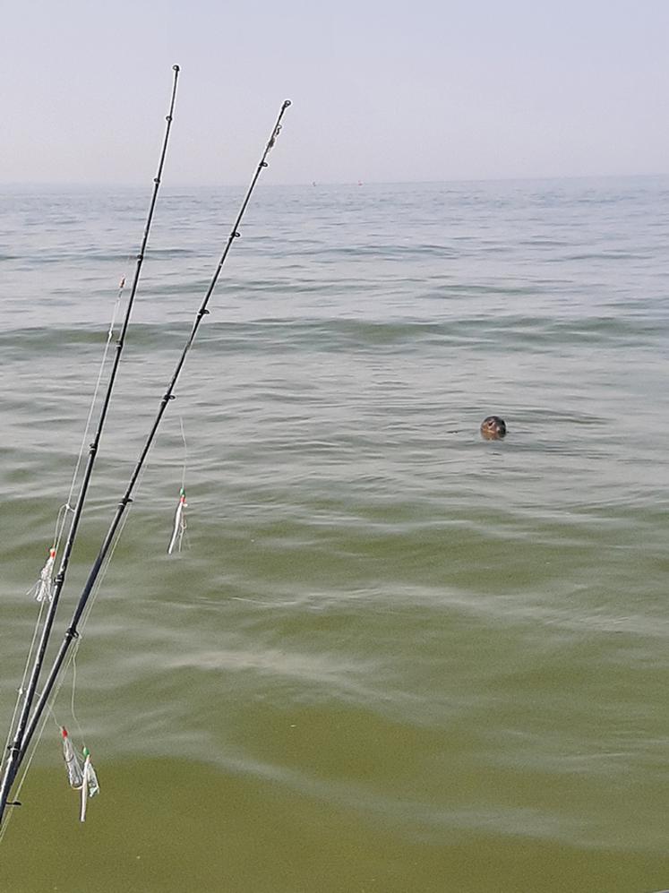Moins de 10 m séparent ce phoque opportuniste et l’embarcation sur  laquelle se tiennent quatre pêcheurs plus surpris que le mammifère marin. 