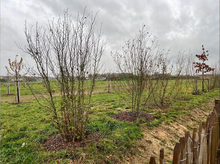 Le choix s’est porté sur des essences plutôt locales, produisant pour certaines  de petits fruits. Au niveau du verger, s’agissant d’un verger conservatoire,  ce sont des espèces anciennes et locales qui ont été choisies.