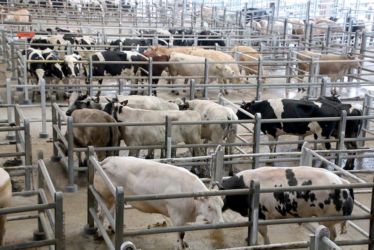 Quinze-mille animaux en moyenne sont négociés chaque année à Arras. Un marché de libre-échange précieux pour la filière. 