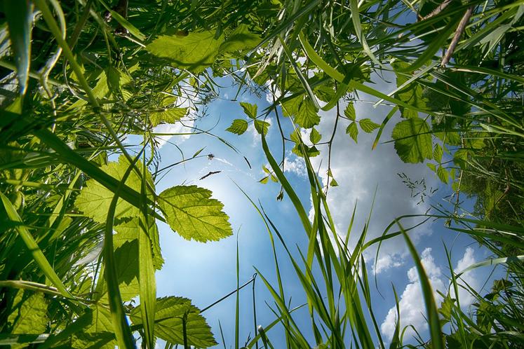 Un semis vers fin septembre puis une récolte au stade chute des étamines permettraient de maximiser la biomasse de la Cive, et donc son rendement en méthane par hectare. 