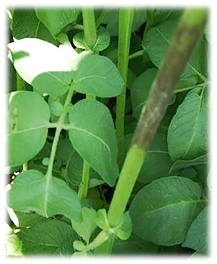 Le mildiou doit être rapidement maîtrisé pour éviter des pertes de rendement importantes.