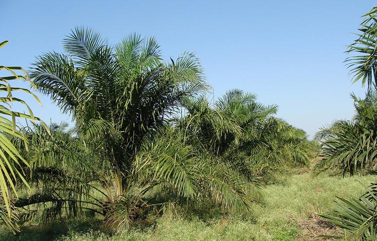 L’exploitation de l’huile de palme et la déforestation sont régulièrement sur la table.