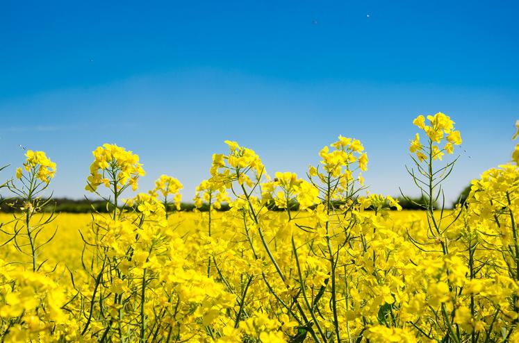 Dans cet essai, il s’agissait de comparer deux modalités d’association culturale au colza : la féverole seule et un mélange de trèfle d’Alexandrie, lentille, fénugrec avec un témoin sans plantes compagnes.