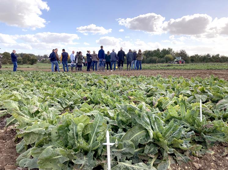 Depuis 1994, la station expérimentale de l'Apef travaille pour les producteurs d'endives de la plantation au conditionnement, du champ au hangar. 