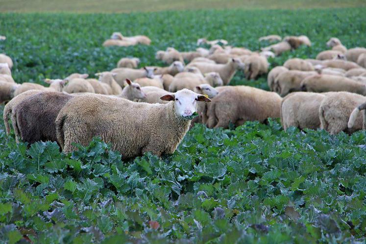 Si le pâturage est bien conduit, il n’y a aucune perte de rendement.