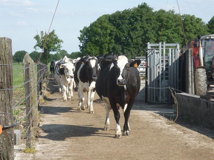 Tout ce qui modifie la routine de la vache peut entraîner un stress.