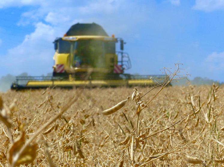 Les pois d’hiver comme de printemps sont la bonne surprise, avec des parcelles  à 60 qx/ha