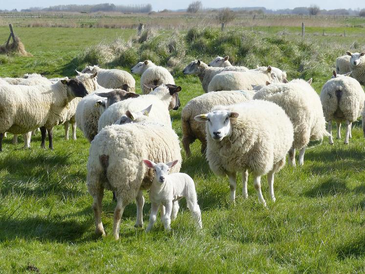 Cette Bêêêlle journée est l’occasion de lancer officiellement la nouvelle marque portée par l’association : l’Agneau a la cote. 